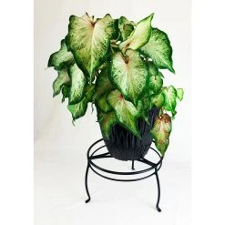 Vigoro 8 in. Black Metal Indoor Plant Stand 10 Vigoro 8 in. Black Metal Indoor Plant Stand -Vigoro sales Store black vigoro plant stands 51470 4f 1000