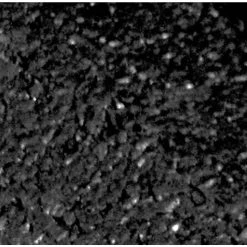 Vigoro EcoBorder 4 ft. Black Rubber Landscape Edging (48-Count/Pallet) -Vigoro sales Store black vigoro rubber edging ecobrd bl 48 1f 1000