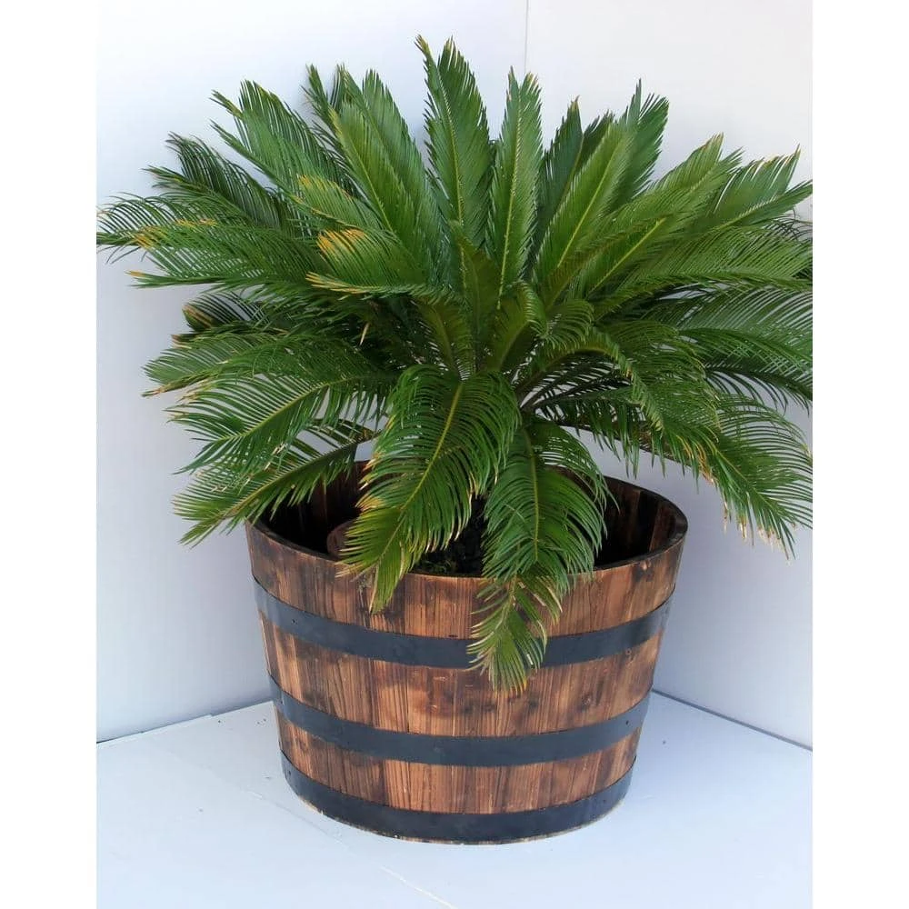Vigoro 25.98 in. Dia x 16.54 in. H Round Wooden Barrel Planter 4 Vigoro 25.98 in. Dia x 16.54 in. H Round Wooden Barrel Planter - Image 2