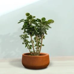 KANTE 16 in. Dia. Round Iron Oxide Concrete Bowl Planter, Outdoor Indoor Large Planter Pot with Drainage Hole 18 KANTE 16 in. Dia. Round Iron Oxide Concrete Bowl Planter, Outdoor Indoor Large Planter Pot with Drainage Hole -Vigoro sales Store iron oxide kante plant pots rc0051b c80621 76 1000