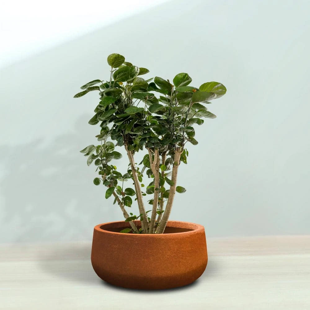 KANTE 16 in. Dia. Round Iron Oxide Concrete Bowl Planter, Outdoor Indoor Large Planter Pot with Drainage Hole 10 KANTE 16 in. Dia. Round Iron Oxide Concrete Bowl Planter, Outdoor Indoor Large Planter Pot with Drainage Hole - Image 8