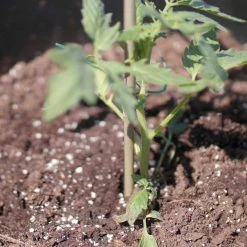 Vigoro 5 ft. Natural Bamboo Stake -Vigoro sales Store natural bamboo beige vigoro tomato cages bb5vg 44 1000