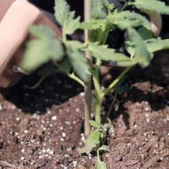 Vigoro Bamboo 6 ft. Natural Stake -Vigoro sales Store natural bamboo beige vigoro tomato cages bb6vg 44 1000