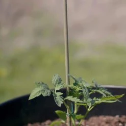 Vigoro Bamboo 6 ft. Natural Stake -Vigoro sales Store natural bamboo beige vigoro tomato cages bb6vg fa 1000