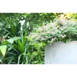 KANTE 17.3 in. Tall Natural Lightweight Concrete Footed Tulip Outdoor Round Planter (Set of 3) -Vigoro sales Store natural kante plant pots rf2015022bcd c80021 4f 1000