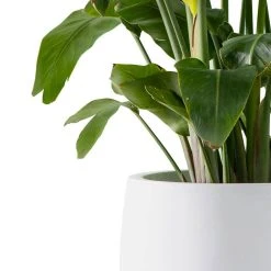 KANTE 19.6 in., 15.7 in. & 11.8 in. W Round Pure White Concrete Elegant Planters Set of 3, Outdoor Indoor w/Drainage Holes 14 KANTE 19.6 in., 15.7 in. & 11.8 in. W Round Pure White Concrete Elegant Planters Set of 3, Outdoor Indoor w/Drainage Holes -Vigoro sales Store pure white kante plant pots rc0051abc c80011 1f 1000