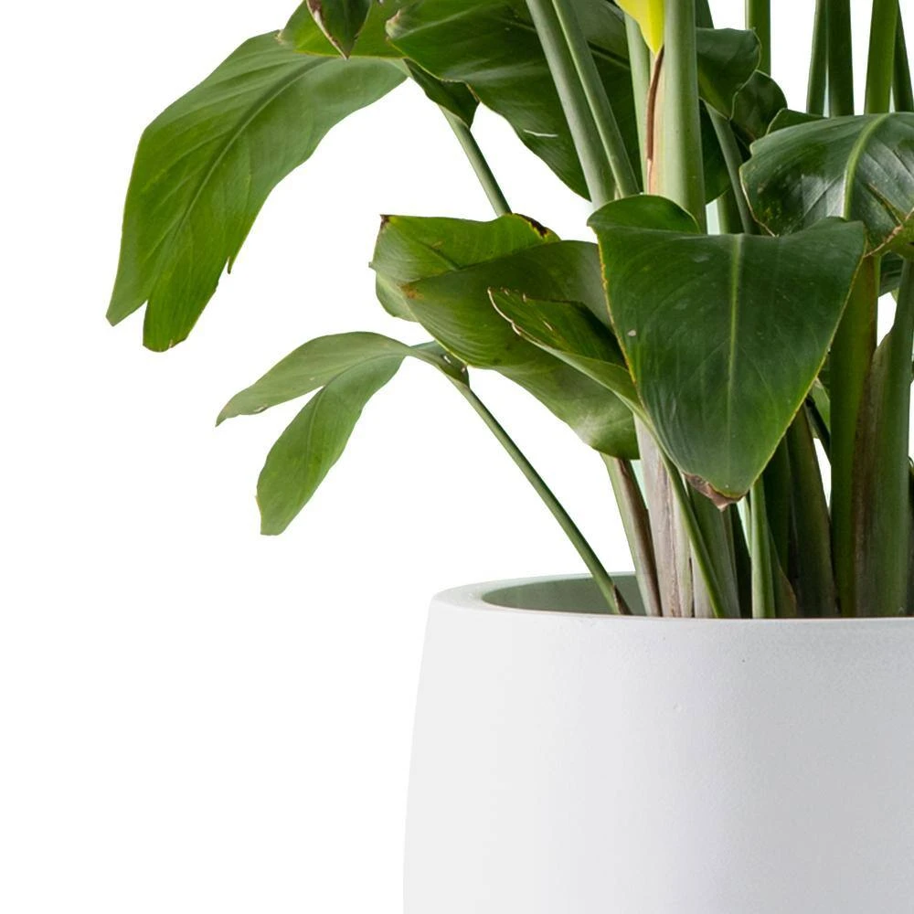 KANTE 19.6 in., 15.7 in. & 11.8 in. W Round Pure White Concrete Elegant Planters Set of 3, Outdoor Indoor w/Drainage Holes 7 KANTE 19.6 in., 15.7 in. & 11.8 in. W Round Pure White Concrete Elegant Planters Set of 3, Outdoor Indoor w/Drainage Holes - Image 5