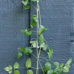 Vigoro 8 ft. Stainless Steel Wire Rope Plant Trellis -Vigoro sales Store stainless steel vigoro tomato cages 822222 4f 1000