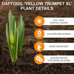 Vigoro 15/17 cm Premium XL Yellow Trumpet Daffodil Bulbs (Bag of 100) -Vigoro sales Store vigoro flower bulbs ecf 28 100 1f 1000