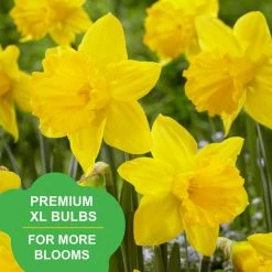 Vigoro 15/17 cm Premium XL Yellow Trumpet Daffodil Bulbs (Bag of 100) -Vigoro sales Store vigoro flower bulbs ecf 28 100 31 1000