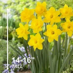 Vigoro 15/17 cm Premium XL Yellow Trumpet Daffodil Bulbs (Bag of 100) -Vigoro sales Store vigoro flower bulbs ecf 28 100 44 1000