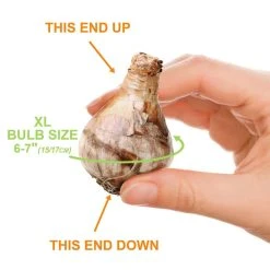 Vigoro 15/17 cm Premium XL Yellow Trumpet Daffodil Bulbs (Bag of 100) -Vigoro sales Store vigoro flower bulbs ecf 28 100 4f 1000