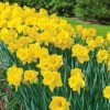 Vigoro 15/17 cm Premium XL Yellow Trumpet Daffodil Bulbs (Bag of 100) -Vigoro sales Store vigoro flower bulbs ecf 28 100 64 1000