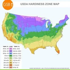 Vigoro 15/17 cm Premium XL Yellow Trumpet Daffodil Bulbs (Bag of 100) -Vigoro sales Store vigoro flower bulbs ecf 28 100 76 1000