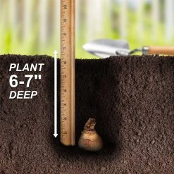 Vigoro 15/17 cm Premium XL Yellow Trumpet Daffodil Bulbs (Bag of 100) -Vigoro sales Store vigoro flower bulbs ecf 28 100 fa 1000