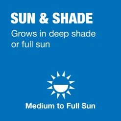 Vigoro 7 lbs. Sun and Shade Grass Seed Mix with Water Saver Seed Coating -Vigoro sales Store vigoro grass seed 25445 a0 1000