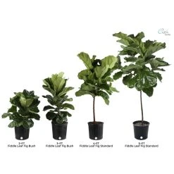 Vigoro 6 in. Little Fiddle Leaf Fig Indoor Plant in Small White Ribbed Plastic Decor Planter (2-Pack) -Vigoro sales Store vigoro indoor plants co 6fig 3 vi wh 1f 1000