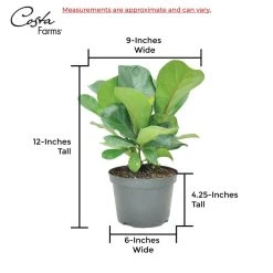 Vigoro 6 in. Little Fiddle Leaf Fig Indoor Plant in Small White Ribbed Plastic Decor Planter (2-Pack) -Vigoro sales Store vigoro indoor plants co 6fig 3 vi wh 44 1000