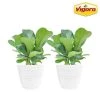 Vigoro 6 in. Little Fiddle Leaf Fig Indoor Plant in Small White Ribbed Plastic Decor Planter (2-Pack) -Vigoro sales Store vigoro indoor plants co 6fig 3 vi wh 64 1000