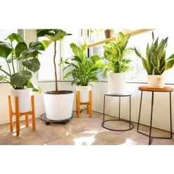 Vigoro 6 in. Little Fiddle Leaf Fig Indoor Plant in Small White Ribbed Plastic Decor Planter (2-Pack) -Vigoro sales Store vigoro indoor plants co 6fig 3 vi wh 77 1000