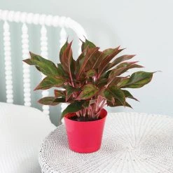 Vigoro 6 in. Grower's Choice Aglaonema Chinese Evergreen Indoor Plant in Small White Ribbed Plastic Decor Planter (2-Pack) 15 Vigoro 6 in. Grower's Choice Aglaonema Chinese Evergreen Indoor Plant in Small White Ribbed Plastic Decor Planter (2-Pack) -Vigoro sales Store vigoro indoor plants co ags6 3 vi wh 4f 1000