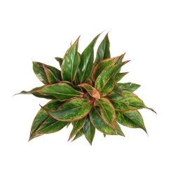 Vigoro 6 in. Grower's Choice Aglaonema Chinese Evergreen Indoor Plant in Small White Ribbed Plastic Decor Planter (2-Pack) 13 Vigoro 6 in. Grower's Choice Aglaonema Chinese Evergreen Indoor Plant in Small White Ribbed Plastic Decor Planter (2-Pack) -Vigoro sales Store vigoro indoor plants co ags6 3 vi wh a0 1000