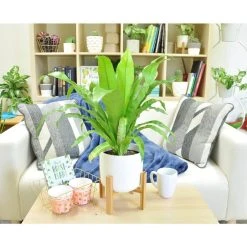 Vigoro 6 in. Bird's Nest Fern Indoor Plant in Small White Ribbed Plastic Decor Planter (2-Pack) -Vigoro sales Store vigoro indoor plants co brdf 3 vi wh c3 1000