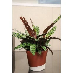 Vigoro 6 in. Grower's Choice Calathea Indoor Plant in Small White Ribbed Plastic Decor Planter (2-Pack) -Vigoro sales Store vigoro indoor plants co cal6 3 vi wh 77 1000