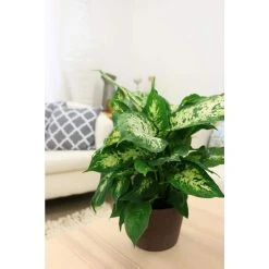 Vigoro 6 in. Dieffenbachia Indoor Plant in Small White Ribbed Plastic Decor Planter (2-Pack) -Vigoro sales Store vigoro indoor plants co dief 3 vi wh 1f 1000