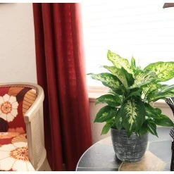 Vigoro 6 in. Dieffenbachia Indoor Plant in Small White Ribbed Plastic Decor Planter (2-Pack) -Vigoro sales Store vigoro indoor plants co dief 3 vi wh 4f 1000