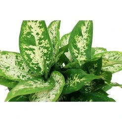 Vigoro 6 in. Dieffenbachia Indoor Plant in Small White Ribbed Plastic Decor Planter (2-Pack) -Vigoro sales Store vigoro indoor plants co dief 3 vi wh c3 1000