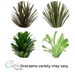 Vigoro 6 in. Grower's Choice Dracaena Indoor Plant in Small White Ribbed Plastic Decor Planter (2-Pack) -Vigoro sales Store vigoro indoor plants co jc06 3 vi wh 1f 1000