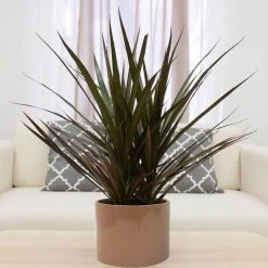 Vigoro 6 in. Grower's Choice Dracaena Indoor Plant in Small White Ribbed Plastic Decor Planter (2-Pack) -Vigoro sales Store vigoro indoor plants co jc06 3 vi wh 4f 1000