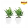 Vigoro 6 in. Neanthebella Palm Indoor Plant in Small White Ribbed Plastic Decor Planter (2-Pack) 2 Vigoro 6 in. Neanthebella Palm Indoor Plant in Small White Ribbed Plastic Decor Planter (2-Pack) -Vigoro sales Store vigoro indoor plants co np07 3 vi wh 64 1000
