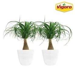 Vigoro 6 in. Ponytail Palm Indoor Plant in Small White Ribbed Plastic Decor Planter (2-Pack)