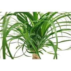 Vigoro 6 in. Ponytail Palm Indoor Plant in Small White Ribbed Plastic Decor Planter (2-Pack) -Vigoro sales Store vigoro indoor plants co pony 3 vi wh 77 1000