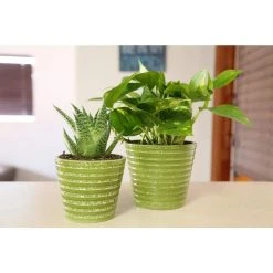 Vigoro 6 in. Golden Pothos Indoor Plant in Small White Ribbed Plastic Decor Planter (2-Pack) -Vigoro sales Store vigoro indoor plants co poth 3 vi wh 44 1000