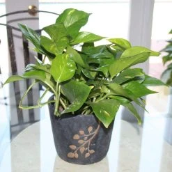 Vigoro 6 in. Golden Pothos Indoor Plant in Small White Ribbed Plastic Decor Planter (2-Pack) -Vigoro sales Store vigoro indoor plants co poth 3 vi wh 4f 1000