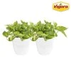 Vigoro 6 in. Golden Pothos Indoor Plant in Small White Ribbed Plastic Decor Planter (2-Pack) 2 Vigoro 6 in. Golden Pothos Indoor Plant in Small White Ribbed Plastic Decor Planter (2-Pack) -Vigoro sales Store vigoro indoor plants co poth 3 vi wh 64 1000