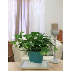 Vigoro 6 in. Golden Pothos Indoor Plant in Small White Ribbed Plastic Decor Planter (2-Pack) -Vigoro sales Store vigoro indoor plants co poth 3 vi wh fa 1000