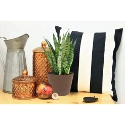 Vigoro 6 in. Grower's Choice Snake Plant (Sansevieria) in Small White Ribbed Plastic Decor Planter (2-Pack) -Vigoro sales Store vigoro indoor plants co sl07 3 vi wh 4f 1000