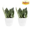 Vigoro 6 in. Grower's Choice Snake Plant (Sansevieria) in Small White Ribbed Plastic Decor Planter (2-Pack) -Vigoro sales Store vigoro indoor plants co sl07 3 vi wh 64 1000