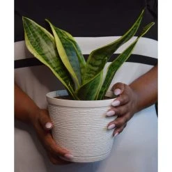 Vigoro 6 in. Grower's Choice Snake Plant (Sansevieria) in Small White Ribbed Plastic Decor Planter (2-Pack) -Vigoro sales Store vigoro indoor plants co sl07 3 vi wh a0 1000