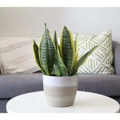 Vigoro 6 in. Grower's Choice Snake Plant (Sansevieria) in Small White Ribbed Plastic Decor Planter (2-Pack) -Vigoro sales Store vigoro indoor plants co sl07 3 vi wh c3 1000
