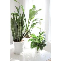 Vigoro 6 in. Grower's Choice Snake Plant (Sansevieria) in Small White Ribbed Plastic Decor Planter (2-Pack) -Vigoro sales Store vigoro indoor plants co sl07 3 vi wh fa 1000
