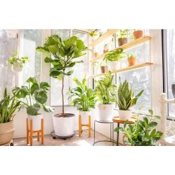 Vigoro 6 in. Peace Lily Indoor Plant in Small White Ribbed Plastic Decor Planter (2-Pack) -Vigoro sales Store vigoro indoor plants co sy06 3 vi wh 1f 1000