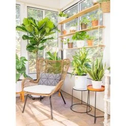 Vigoro 6 in. Peace Lily Indoor Plant in Small White Ribbed Plastic Decor Planter (2-Pack) -Vigoro sales Store vigoro indoor plants co sy06 3 vi wh 44 1000