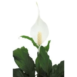 Vigoro 6 in. Peace Lily Indoor Plant in Small White Ribbed Plastic Decor Planter (2-Pack) -Vigoro sales Store vigoro indoor plants co sy06 3 vi wh 77 1000