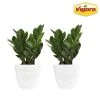 Vigoro 6 in. ZZ Indoor Plant in Small White Ribbed Plastic Decor Planter (2-Pack) -Vigoro sales Store vigoro indoor plants co zz vi wh 64 1000