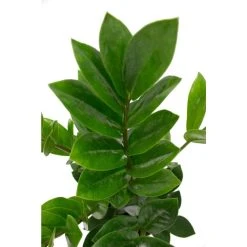 Vigoro 6 in. ZZ Indoor Plant in Small White Ribbed Plastic Decor Planter (2-Pack) -Vigoro sales Store vigoro indoor plants co zz vi wh 77 1000